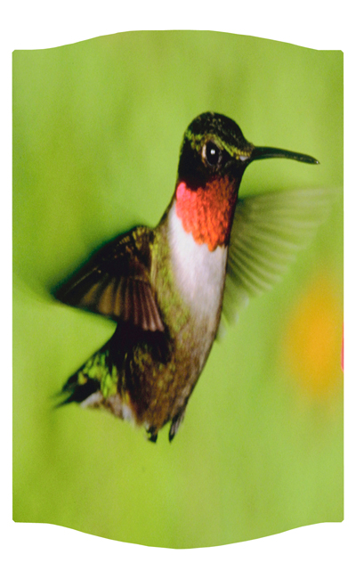 DNSLOG C 027 Humming Bird 1 